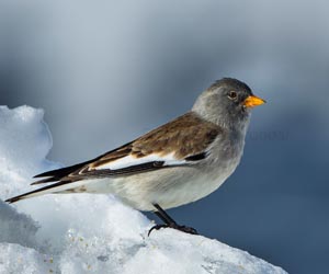 Богшоодой (Цасны богшоодой)